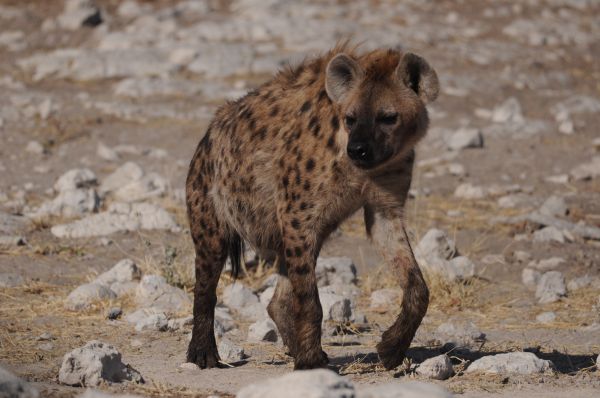 Hyene tachetee Spotted hyaena Crocuta crocuta